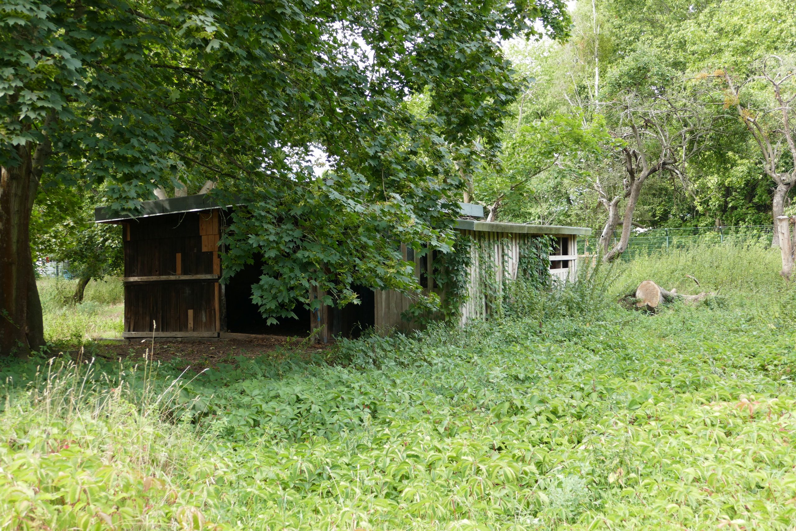 Eine alte Barracke dient als Schafsstall.