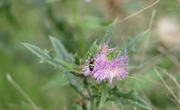 Eine Wildbiene sammelt Nektar auf dem Gelände des HZB.