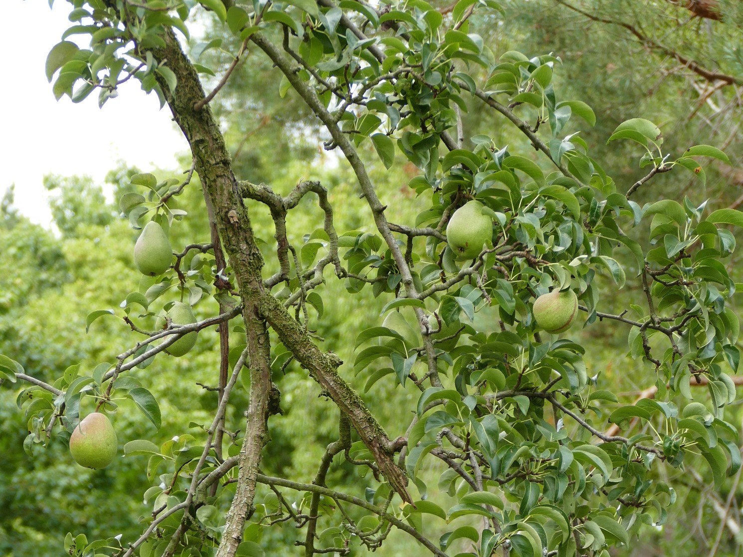 Auf dem Gelände gibt es im Spätsommer reife Birnen, Äpfel und Pflaumen.