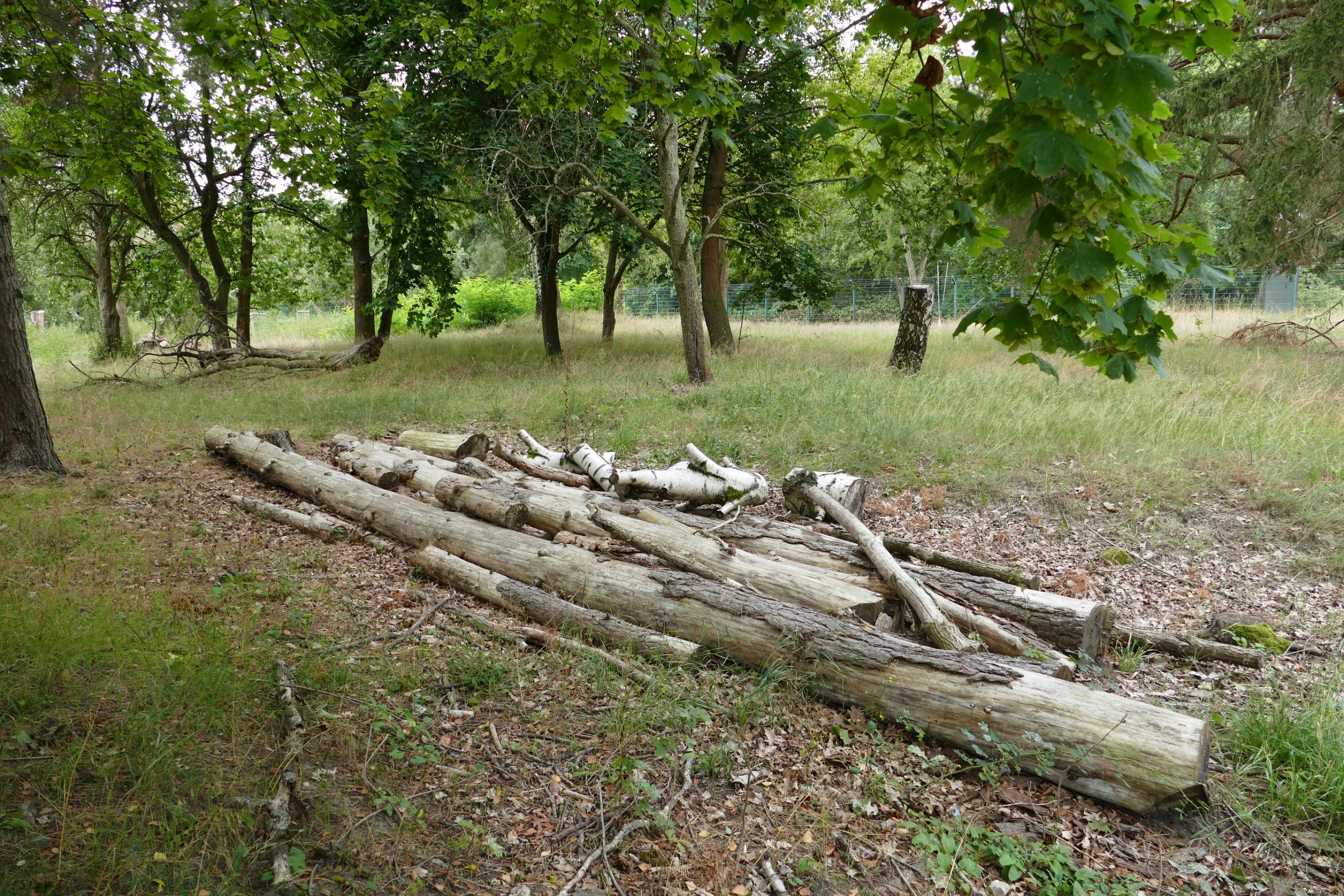 Ein Totholzhaufen aus alten Baumstämmen ist Nahrung für Pilze, Käfer und Insekten, die das Holz nach und nach zersetzen. Der ökologische Kreislauf schließt sich.